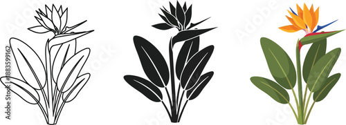Collection of Bird of Paradise flower illustrations including line art silhouette and full color vector graphics for tropical design