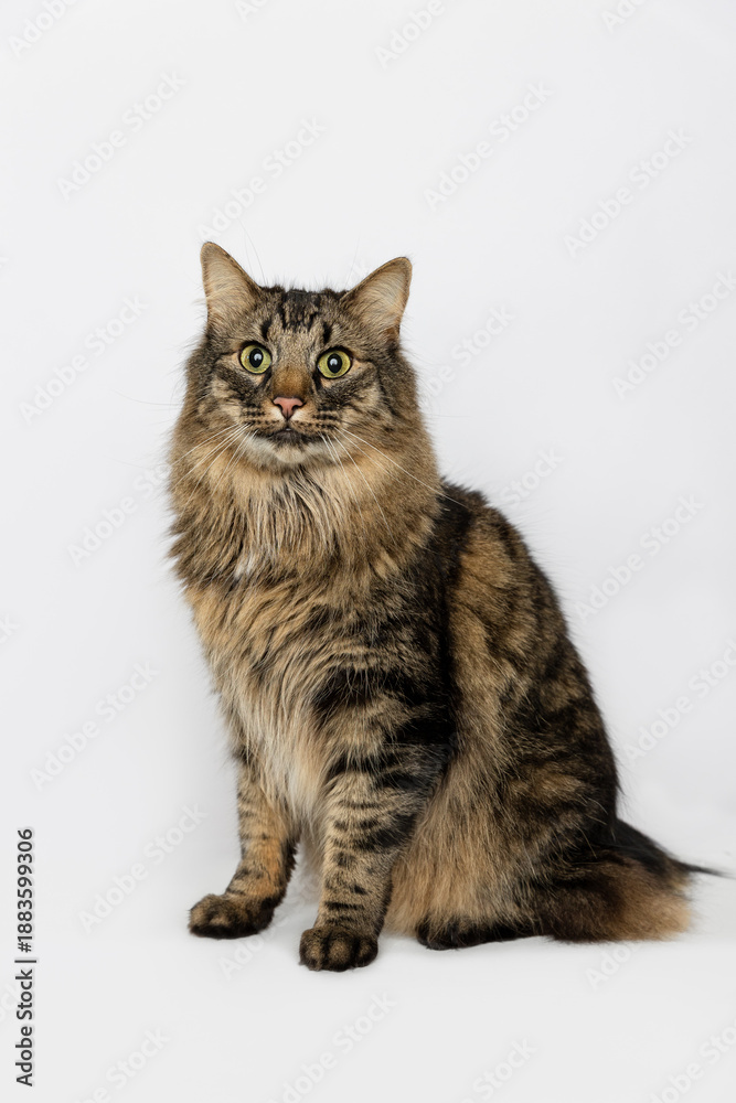 Obraz premium Cat in Studio