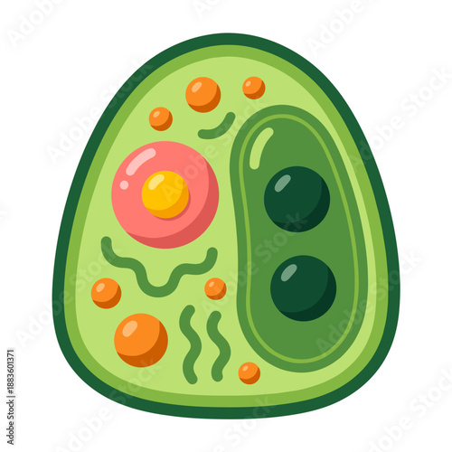 A vibrant green cartoon illustration of a simplified plant cell, clearly showing various internal organelles.