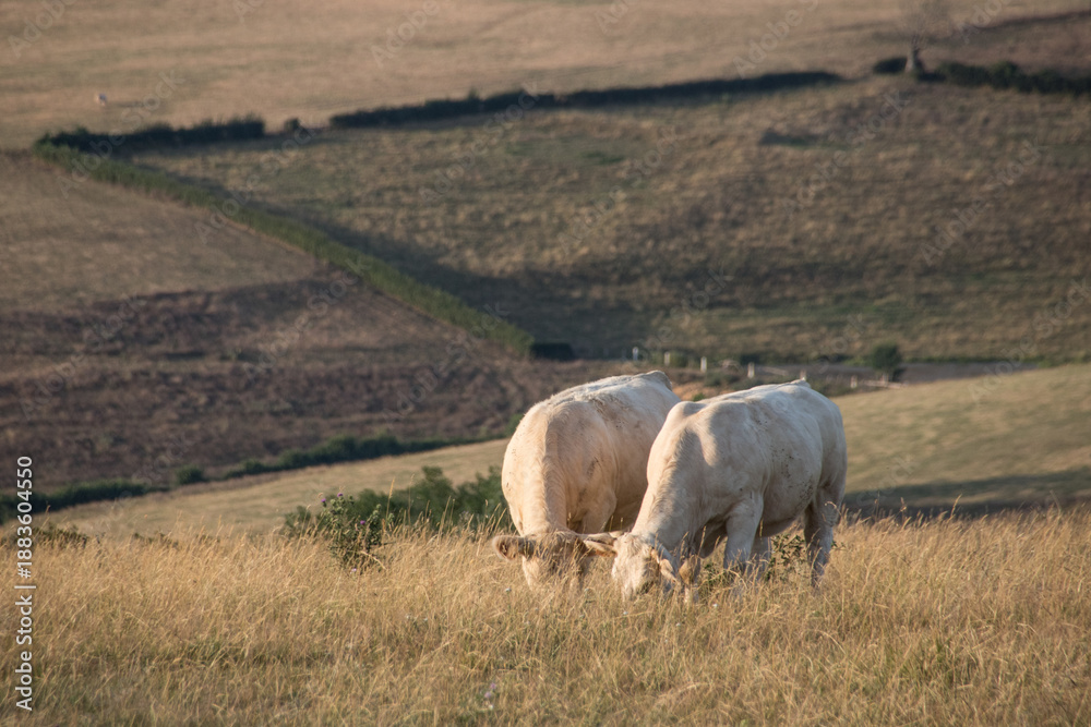 Obraz premium deux vaches charolaises dans un pré en été en Bourgogne