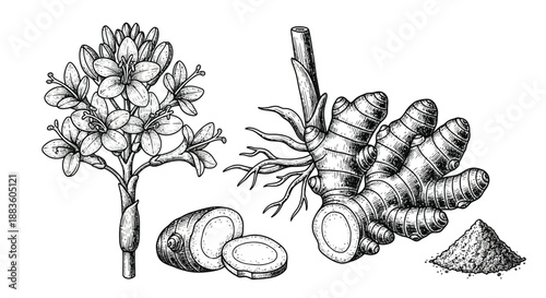 vintage botanical illustration showcasing ginger mustard seeds coconut and ground spice in detailed monochrome