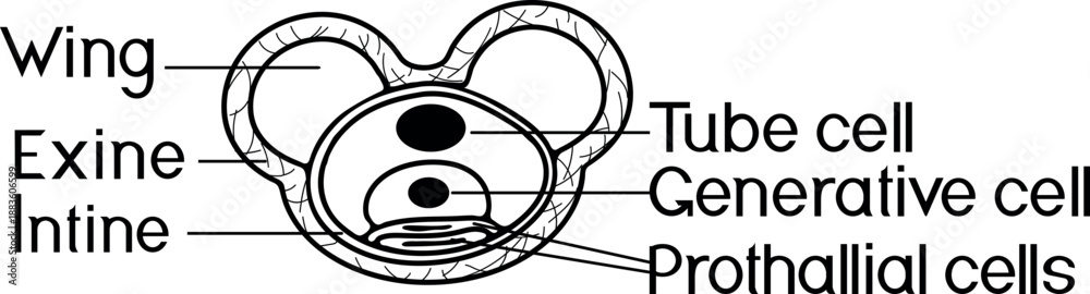 Fototapeta premium Coloring page with structure of spruce pollen grain on white background 