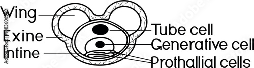 Coloring page with structure of spruce pollen grain  on white background	