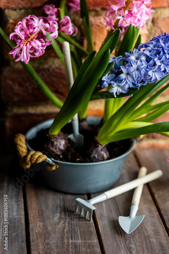 Fresh floral home decor, Easter holiday preparation. Hyacinth bright pink, violet flowers with bulbs in metal pot. Gardening tools, leisure and hobby concept. Wooden background, springtime