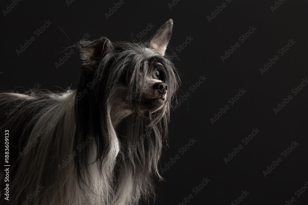 Naklejka premium Dog in Studio