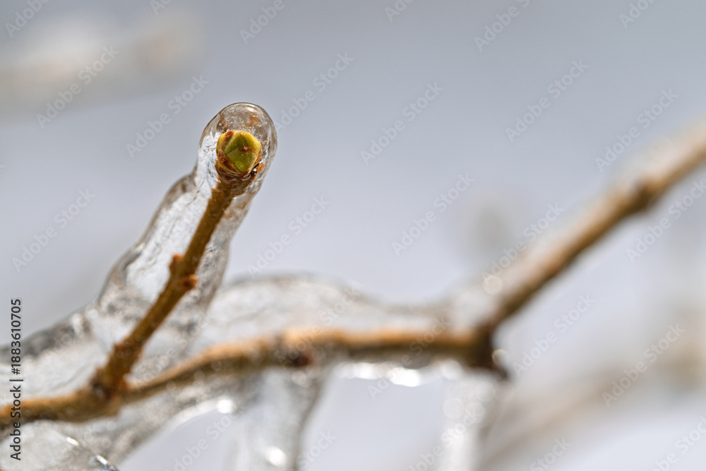 Fototapeta premium A branch covered in ice and snow