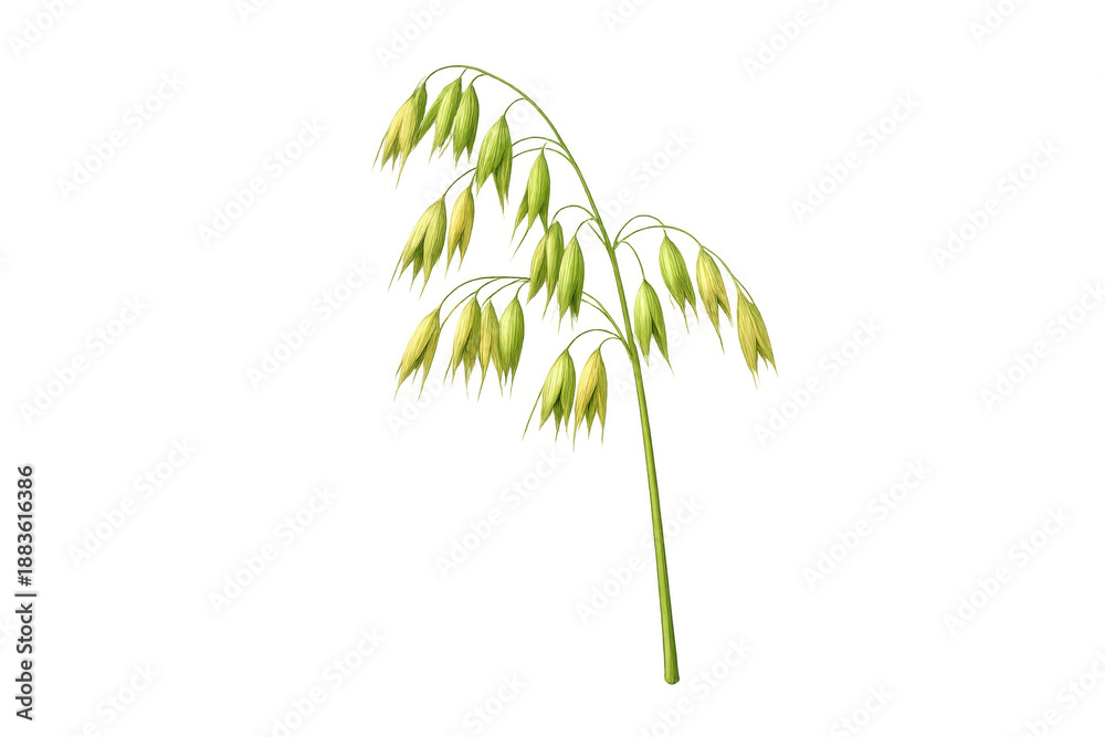 Fototapeta premium Oat plant panicle with green ripening grains on a single stem showing cereals for agriculture, food, and harvest