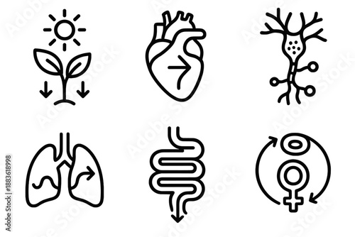 Biological Processes Icons. Biological Systems processes set in outline vector style: photosynthesis icon, blood flow arrow, neural path, respiration curve, digestive flow, reproductive cycle