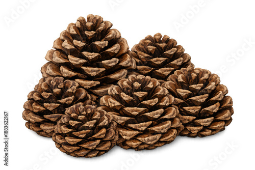 Pine cones group creating natural autumn decor element for forest and holiday themes, transparent background