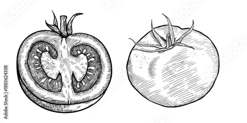 Whole tomato and slice set, hand drawn vintage sketch of organic vegetables. Vector illustration