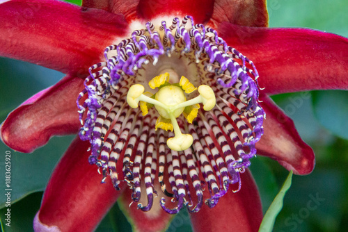 Bilde på lerret Heart of the Passion Flower