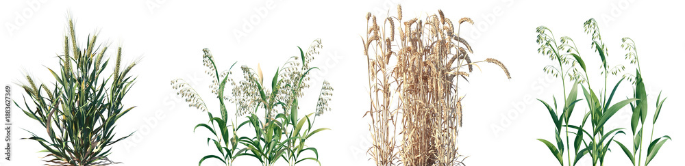 Obraz premium Set of Triticum and Avena sativa frontal isolated png on a transparent background perfectly cutout high resolution