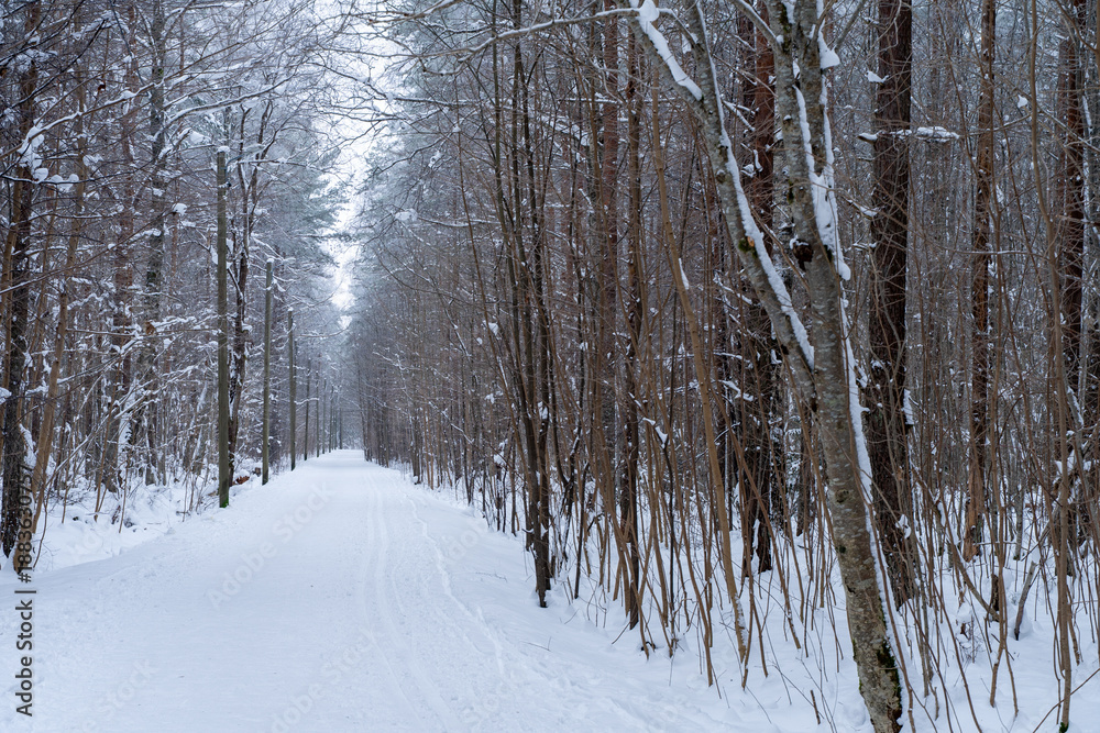 Fototapeta premium Cross-country ski trail through a snowy forest with lamp posts along the path. Winter outdoor recreation scene with prepared track and snow-covered trees.