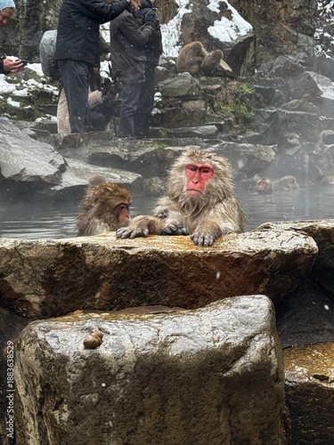 Billede på lærred Japanese Snow Monkeys