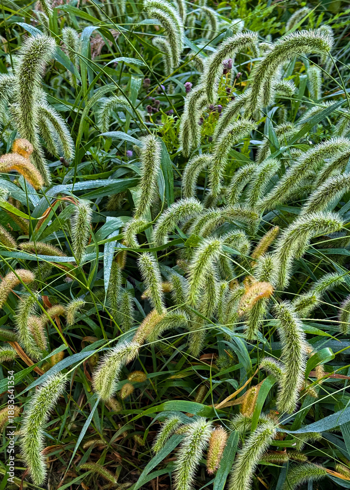 Obraz premium 736-37 Seed Heads