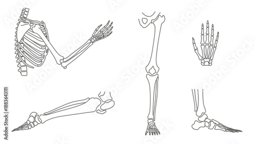 Detailed Human Skeleton Bones Illustration Set.