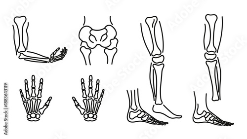 Detailed Illustration of Horse Leg Bones.