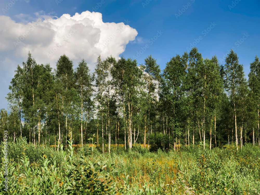 Obraz premium A forest with a fine birch trees in the foreground. Relaxing nature background. Dense tree volume per unit or land.