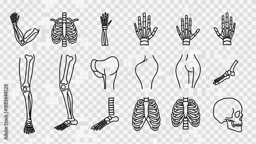 Human Body Parts Anatomical Illustrations.