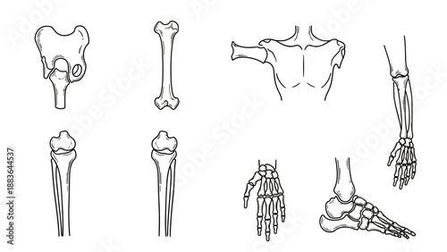 Human Bones Anatomy Illustration Set.