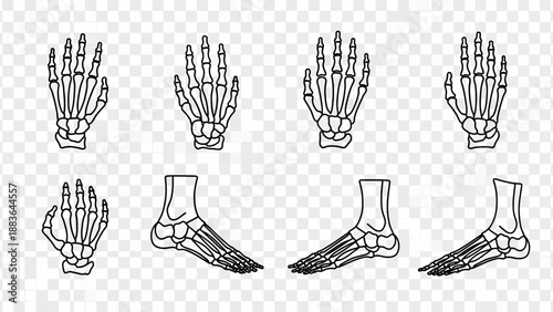 Human Hand and Foot Bones Illustration.