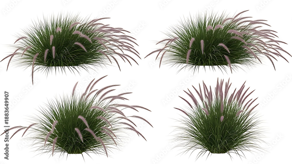 Obraz premium ornamental grass with delicate pink flower plumes pennisetum fountain grass isolated on white for architectural visualization and landscape design renders.