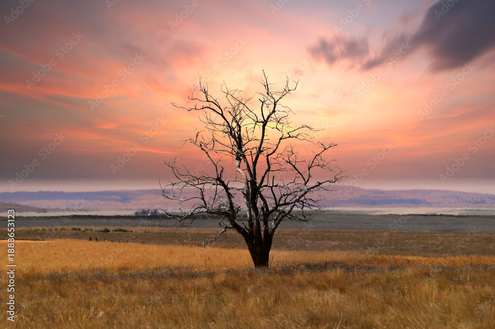 Fototapeta premium Pink Sunset Frames Lone Tree