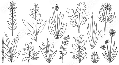 A set of various wildflowers and grasses illustrated in a minimalist line art style