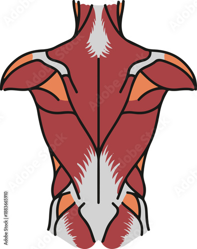 Anatomical vector illustration of the human back musculature, depicting the trapezius, latissimus dorsi, and posterior muscle groups in a detailed rear view for medical or educational use.