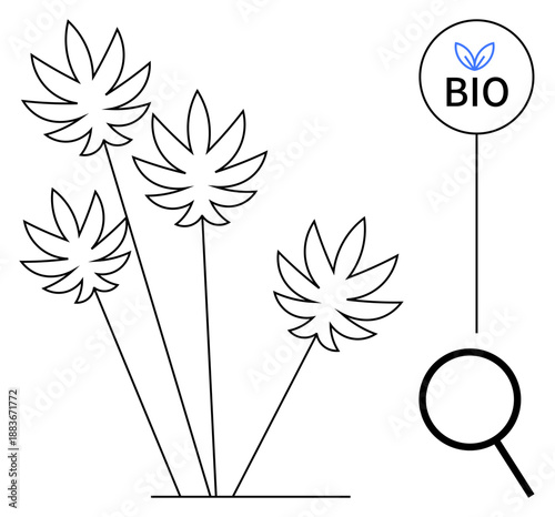 Cannabis plants with extended stems, bio label, and magnifying glass highlighting sustainable farming and quality. Ideal for agriculture, organic products, eco-farming, sustainability, branding