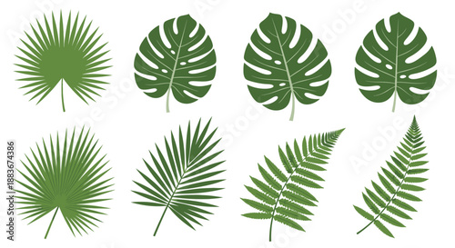 Collection of various tropical leaves and palms in a graphic illustration style on a clean white background viewed from directly above