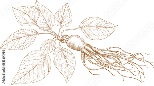 Ginseng Design Concept Vector with Outline on White Background