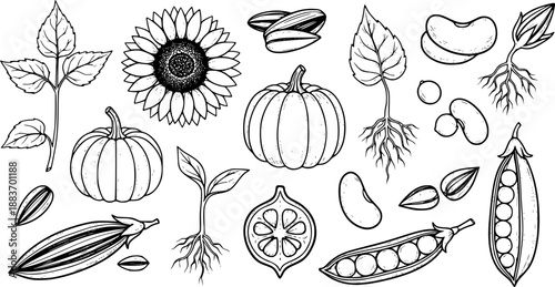 Collection of hand-drawn seeds and plant parts in a sketch style
