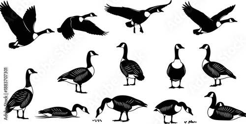 Canada goose silhouette vector set featuring flying landing standing feeding poses, black and white bird illustration collection isolated on white background design elements