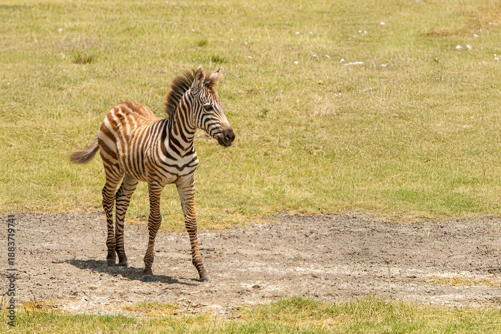 Fototapeta premium Baby Zebra at Kenya Nakuru, Kenya