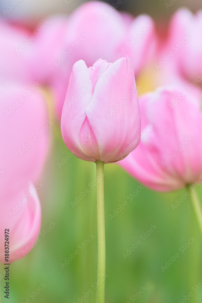 Fototapeta premium 春の花壇に咲くピンク色のチューリップの花マンゴーチャーム