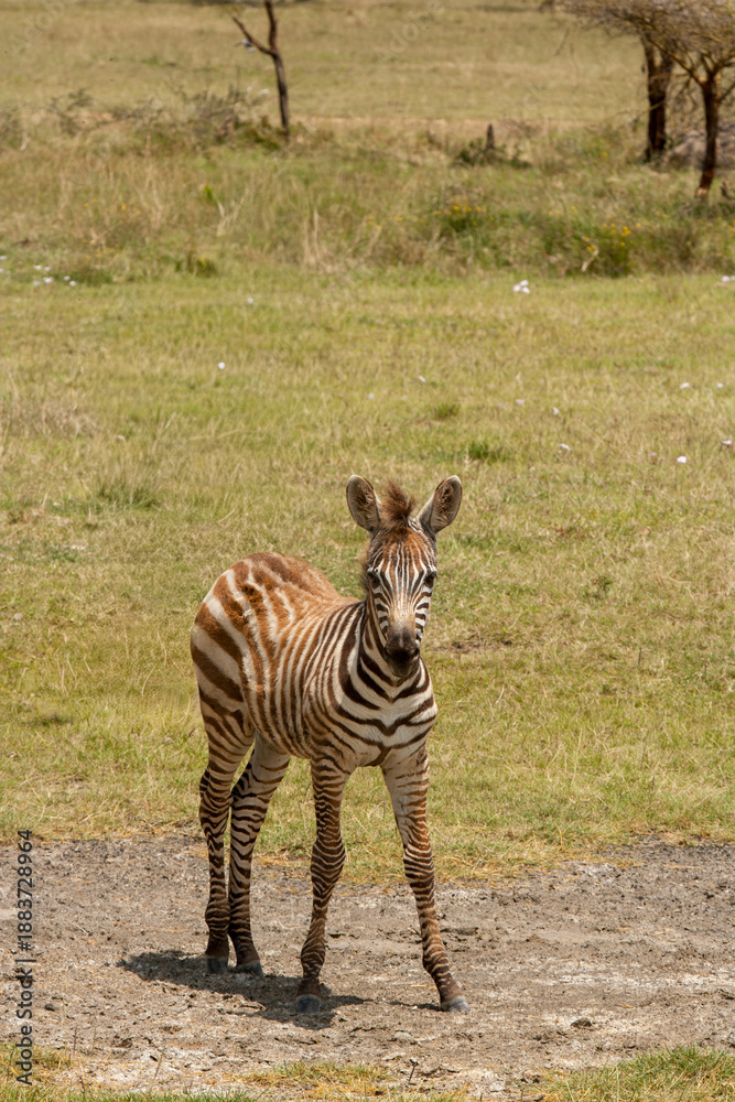 Fototapeta premium Zebra foal on the grass plains near Lake Nakuru, Kenya