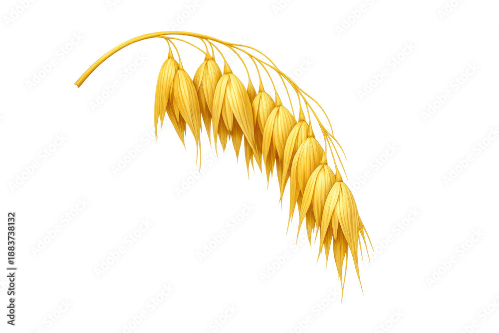 Fototapeta premium Golden oat ear with grains, a natural healthy cereal plant for agriculture and harvest on transparent background