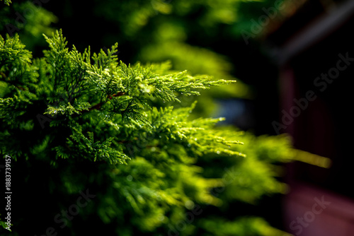 The photo shows a coniferous evergreen tree with green foliage in the background in a city park with a beautiful landscape in summer.