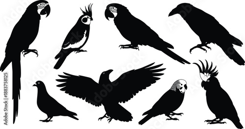 Black bird silhouettes collection featuring parrots, macaws, cockatiels, ravens, and pigeons in various perched and flying poses for wildlife nature designs.