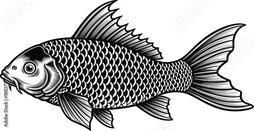 Black hand drawn common carp fish illustration, detailed engraving style silhouette for fishing logo, seafood restaurant, and outdoor nature vector