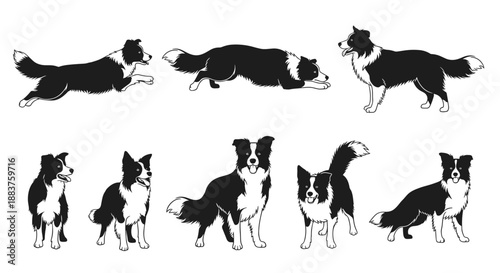 Border Collie Silhouette Vector Set. Black and White Dog Breed Poses. Standing, Running, Stalking, and Sitting. Monochrome Pet Icon Collection for Logo and Design Elements.