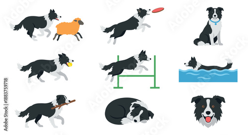 Border Collie Activity Vector Set. Happy Herding Dog Playing Sports, Catching Frisbee, Agility Jump, Swimming, and Sheep Herding. Flat Cartoon Pet Character Collection Isolated.