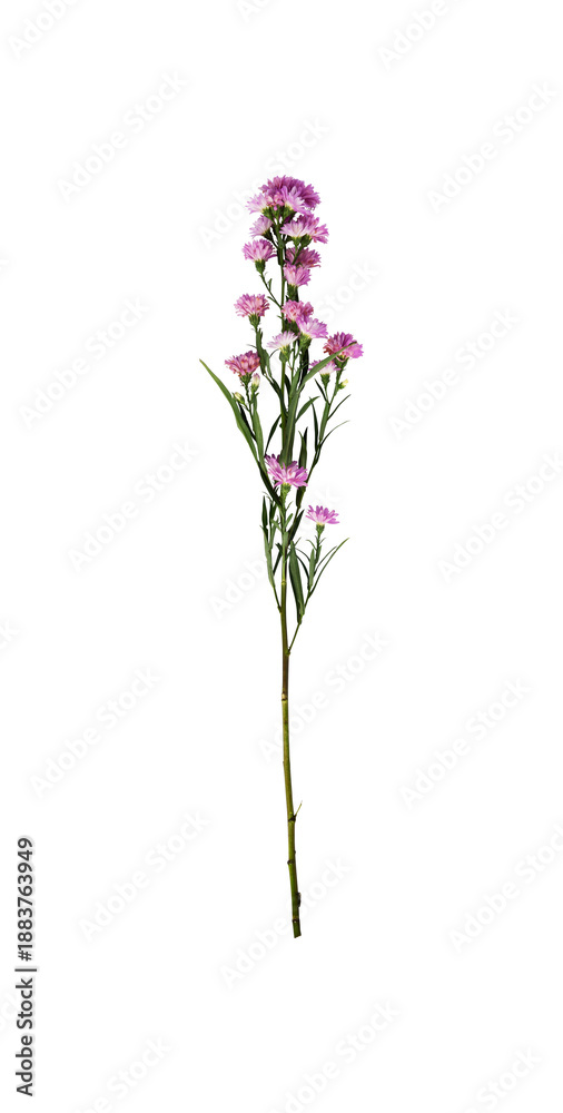 Obraz premium purple wildflowers isolated on white
