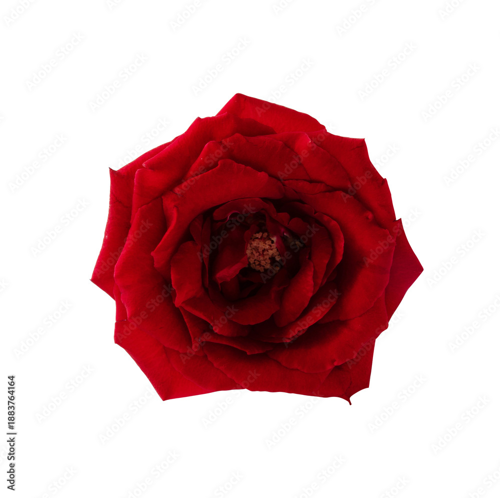 Obraz premium red rose head flower isolated
