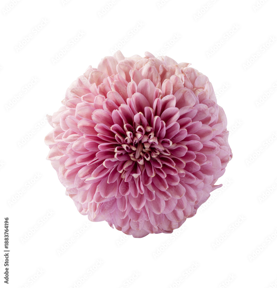 Obraz premium blossom chrysanthemum flower isolated