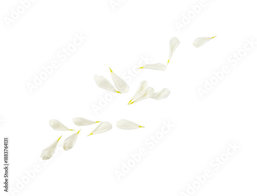 Obraz na płótnie abstract white petals isolated