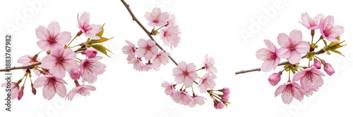Beautiful pink cherry blossom branches set isolated on white background