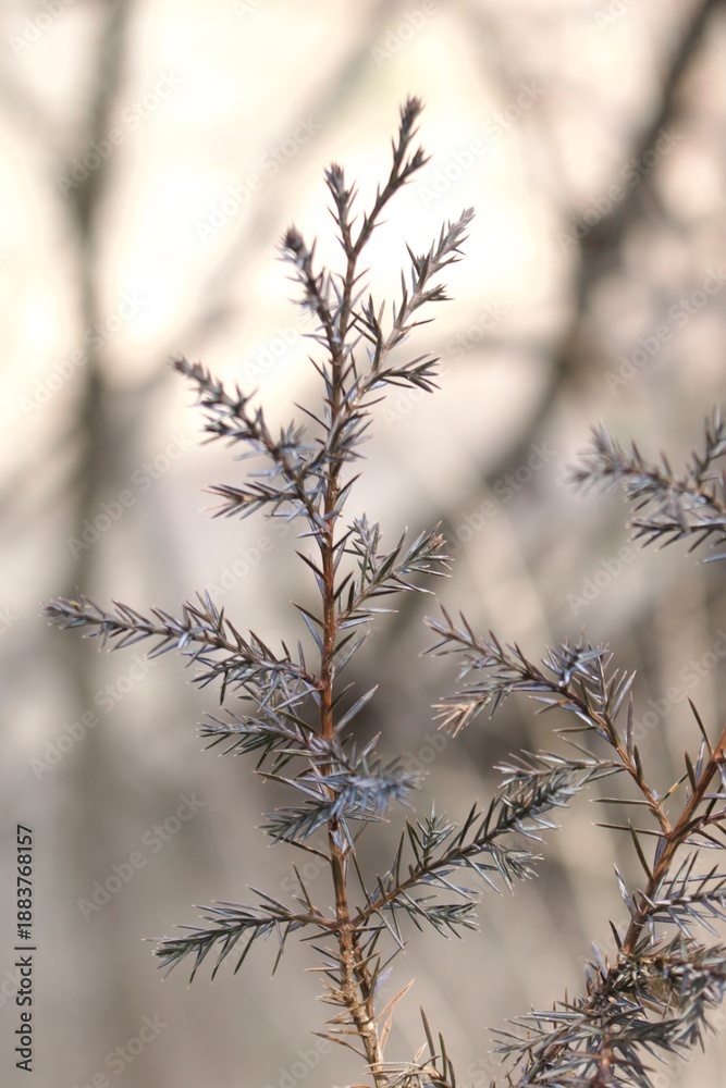 Obraz premium Evergreen Branch with Sharp Needles on Soft Neutral Background