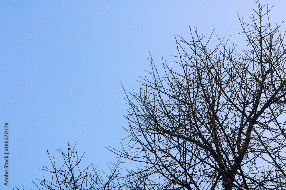 Obraz premium A minimalist view of bare tree branches reaching across a blue sky. The dark, intricate silhouettes of the winter wood stand in sharp contrast to the background.